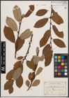 Foto von Salix caprea L.
